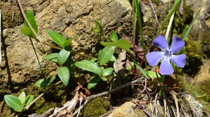 Da determinare - Vinca sp.